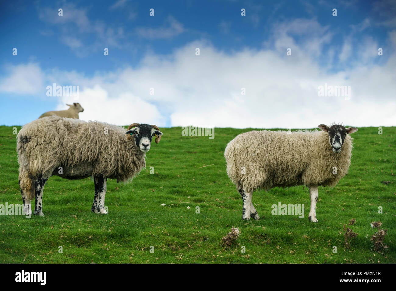 Zwei weibliche erwachsener Schafe, ein swaledale Ewe, zurück über die Schulter schauen. Dies ist eine Gehörnte hardy Rasse, die in den Yorkshire Dales, UK. einen Hügel Schafe Stockfoto