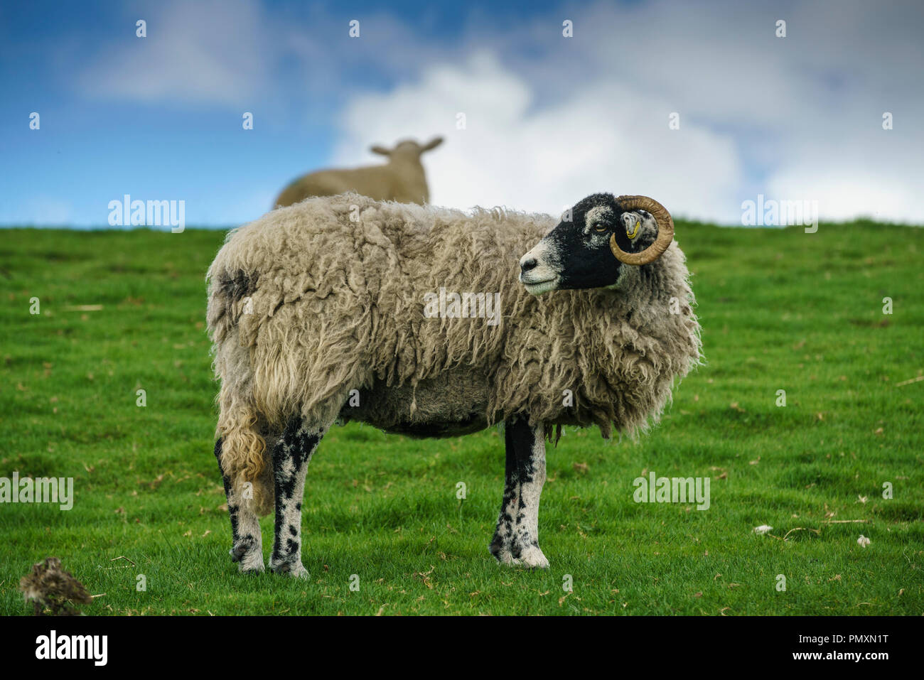 Weibliche erwachsener Schafe, ein swaledale Ewe, zurück über die Schulter schauen. Dies ist eine Gehörnte hardy Rasse, die in den Yorkshire Dales, UK. einen Hügel Schafe Stockfoto