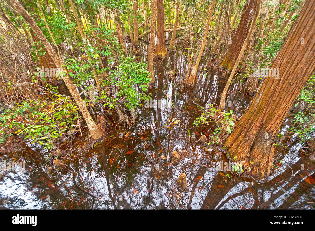 Blick nach unten in die dunklen Wasser der Cypress Swamp Swamp Okefenokke in Georgien Stockfoto