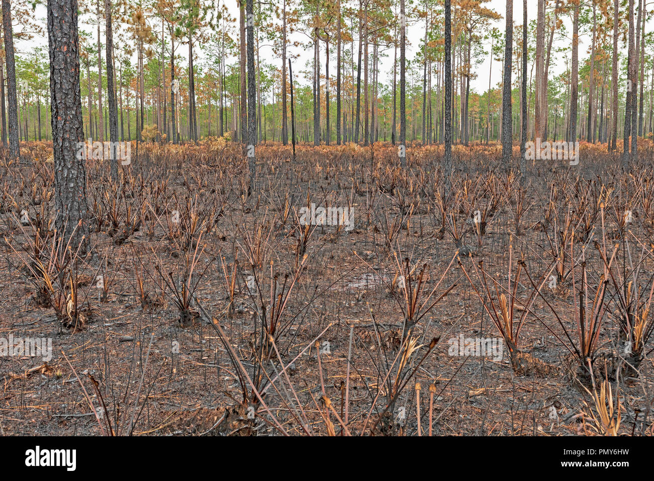 Wald Land nach einem Brand in der Okefenkee National Wildlife Refuge in Georgien Stockfoto
