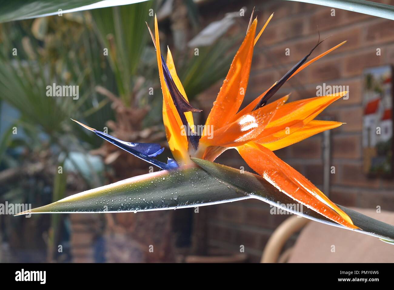 Bird Of Paradise. Stockfoto