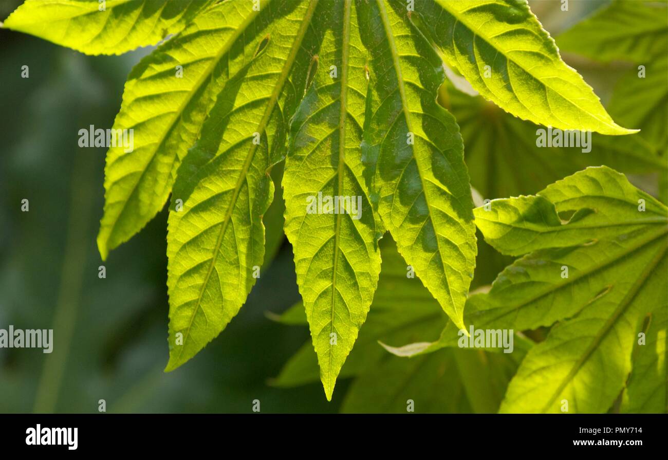 Zurück Lit. Stockfoto