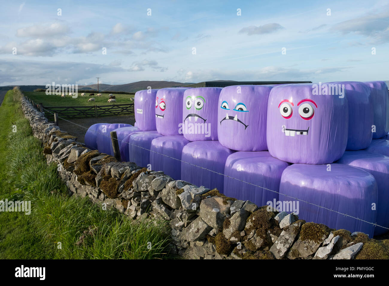 Humorvoll Silageballen in einem Feld in der Nähe von Selkirk Scottish Borders gespeichert. Stockfoto