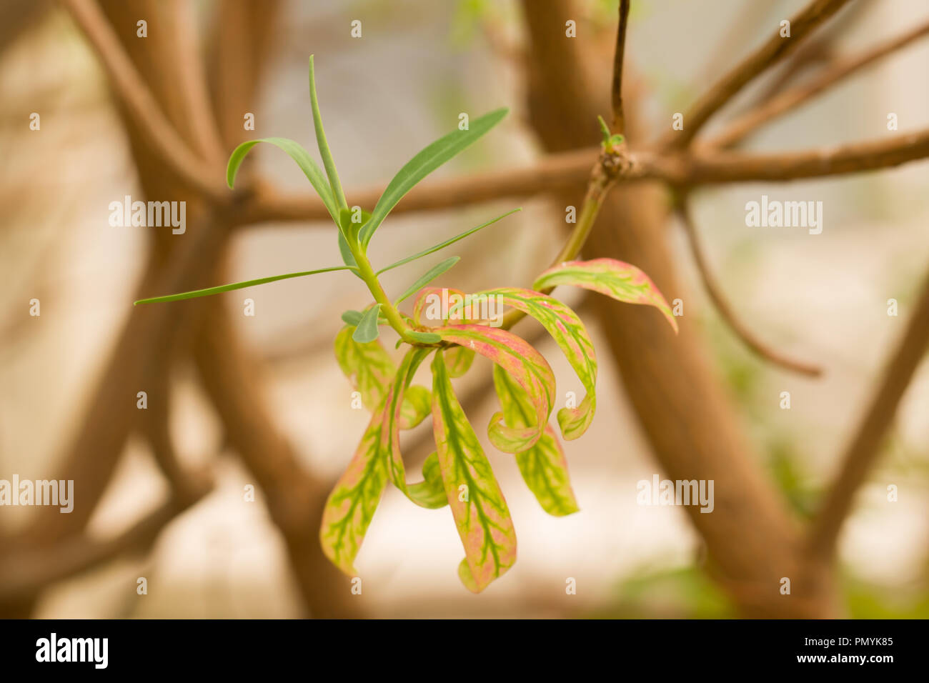 Nahaufnahme auf das Laub von Euphorbia dendroides, eine Pflanze, die für medizinische Zwecke seit der Antike, gesehen in Berlin Botanischer Garten verwendet wird, Stockfoto