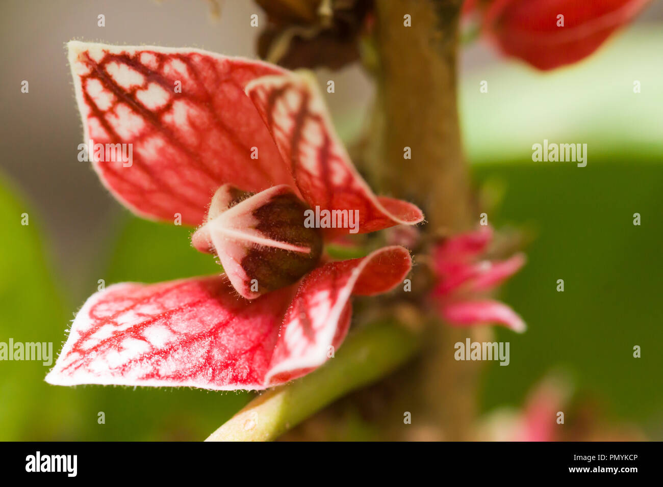 Goethea strictiflora - seltene Flora ist eine Blume aus der Familie der Malvaceae, im Botanischen Garten Berlin zu sehen, Europa Stockfoto
