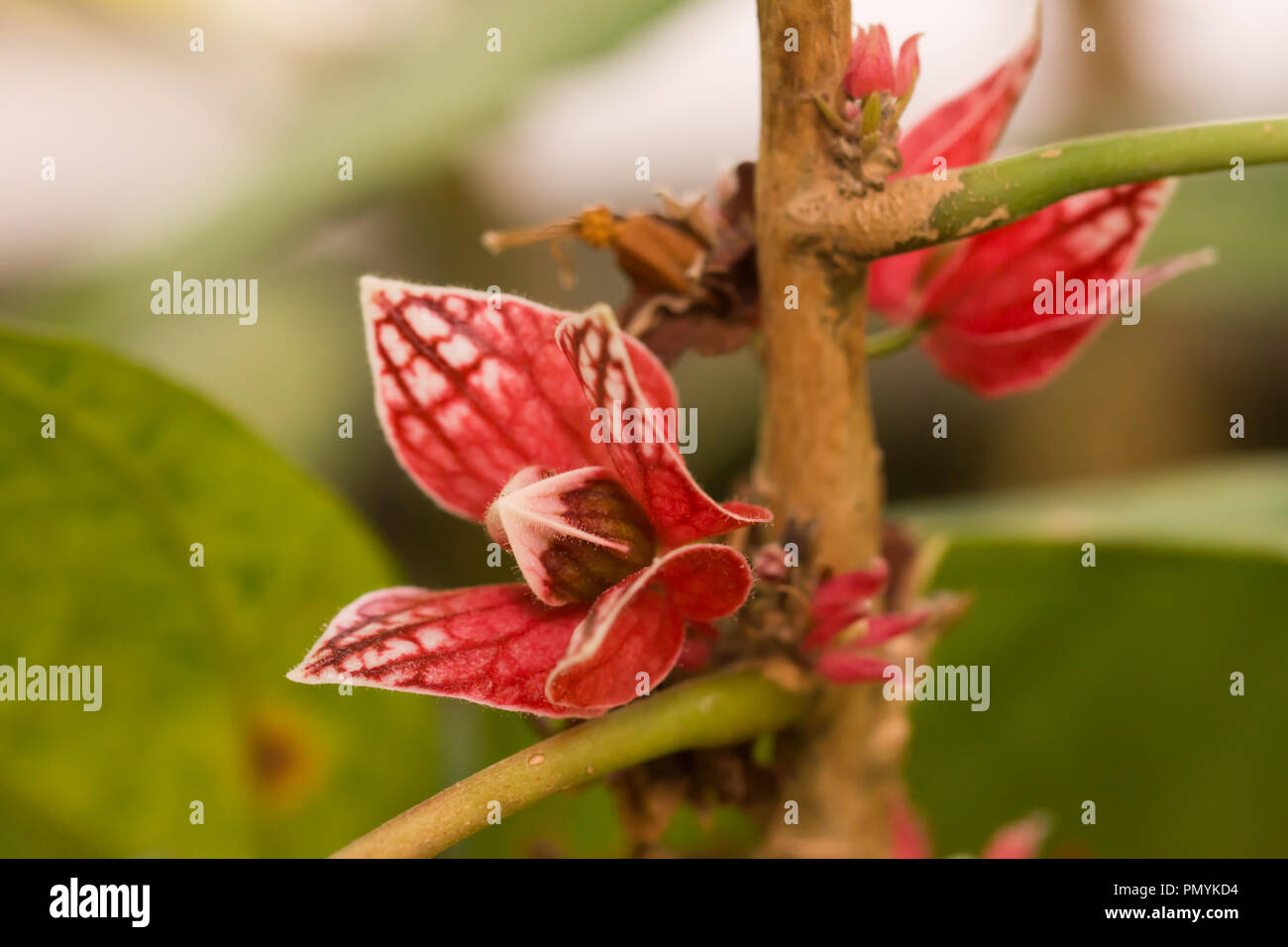Goethea strictiflora - seltene Flora ist eine Blume aus der Familie der Malvaceae, im Botanischen Garten Berlin zu sehen, Europa Stockfoto