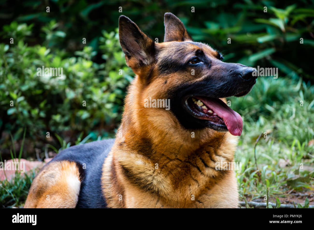 Ein männlicher Deutscher Schäferhund. Stockfoto
