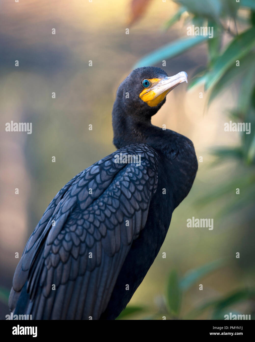 Kormoran Vogel in der Nähe Profil ansehen Anzeigen schwarzen Federn Gefieder, Schnabel, Auge, mit einem Bokeh Hintergrund die Sonne genießen in seiner Umgebung. Stockfoto