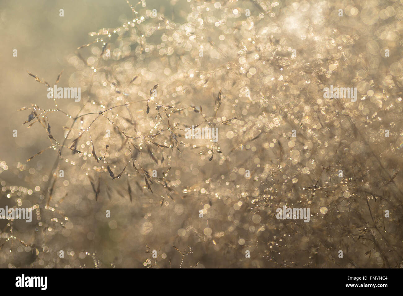 Wasser dropd auf getrocknete Gras Makro Stockfoto