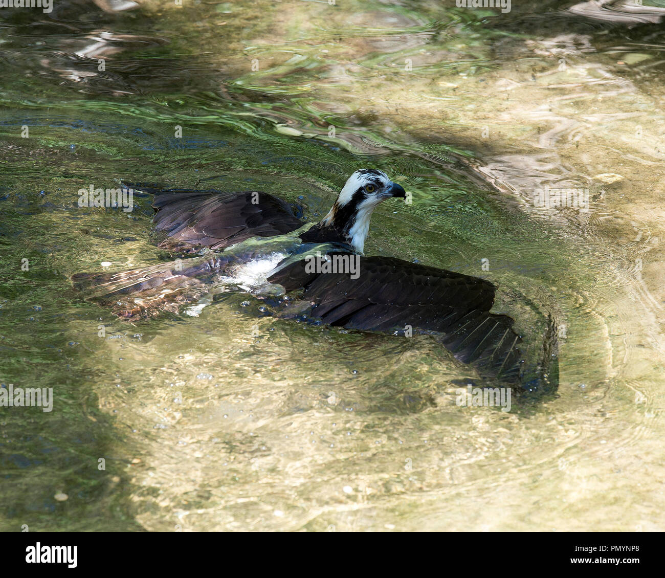 Osprey Vogel im Wasser genießen die Umgebung. Stockfoto