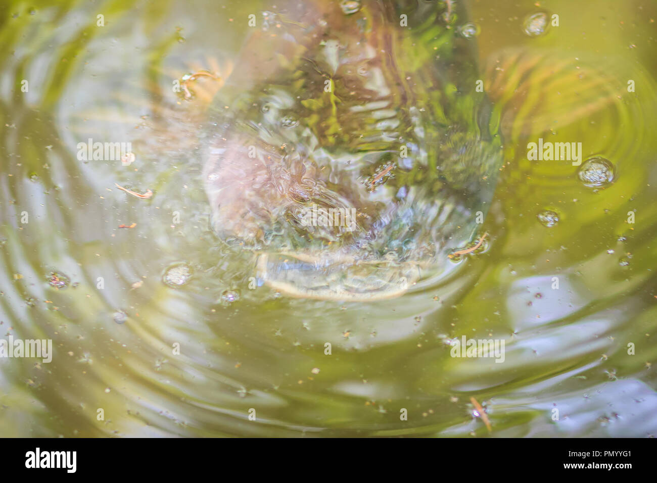 Pangasius (pangasianodon Hypophthalmus) in das klare Wasser des natürlichen Kanal. Stockfoto