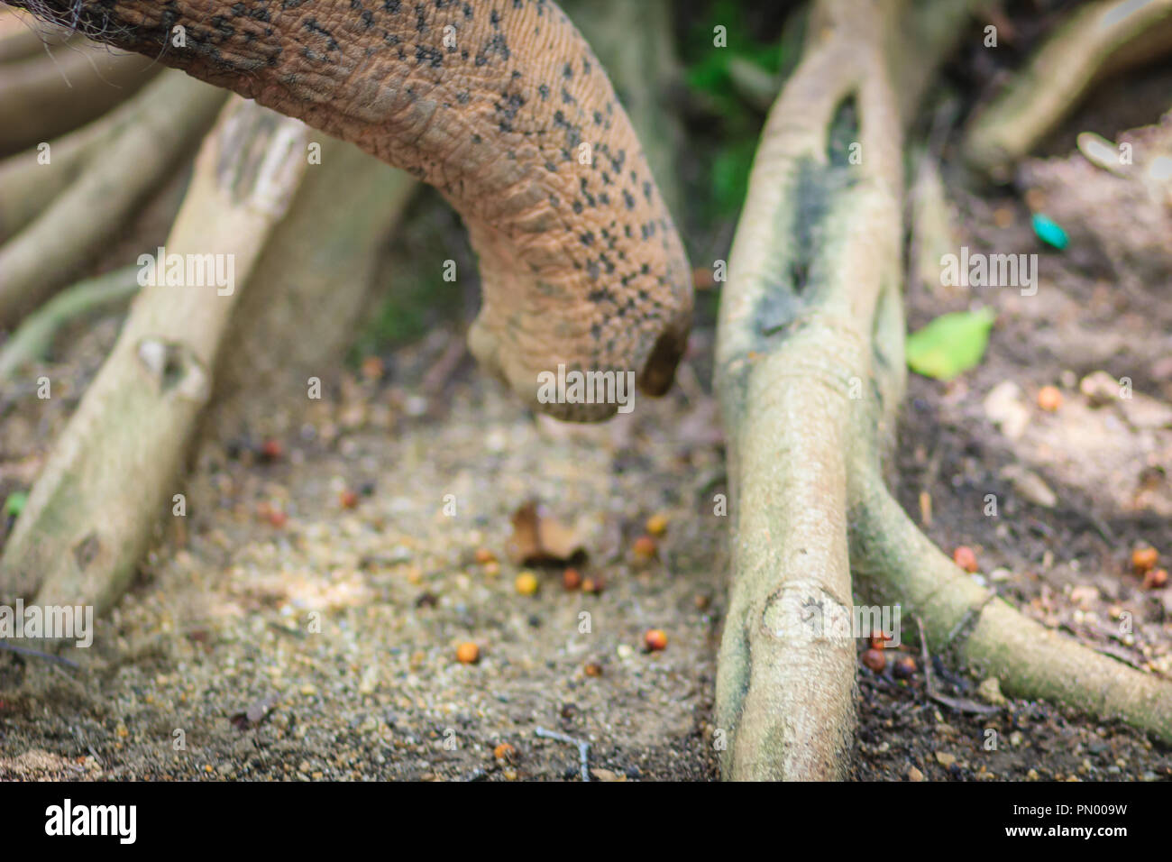 Albino Elefanten Nase Schnuffelnd Um Und Auf Der Suche Nach Nahrung Auf Staubigen Boden Wurzel Baum Stockfotografie Alamy
