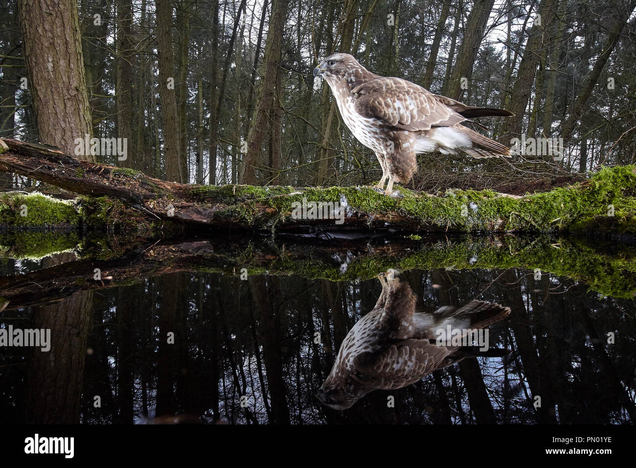 Mäusebussard, Buteo buteo, in einem Wald Teich spiegelt, verfing sich mit einem Remote DSLR-Kamera trap, East Yorkshire, Großbritannien Stockfoto