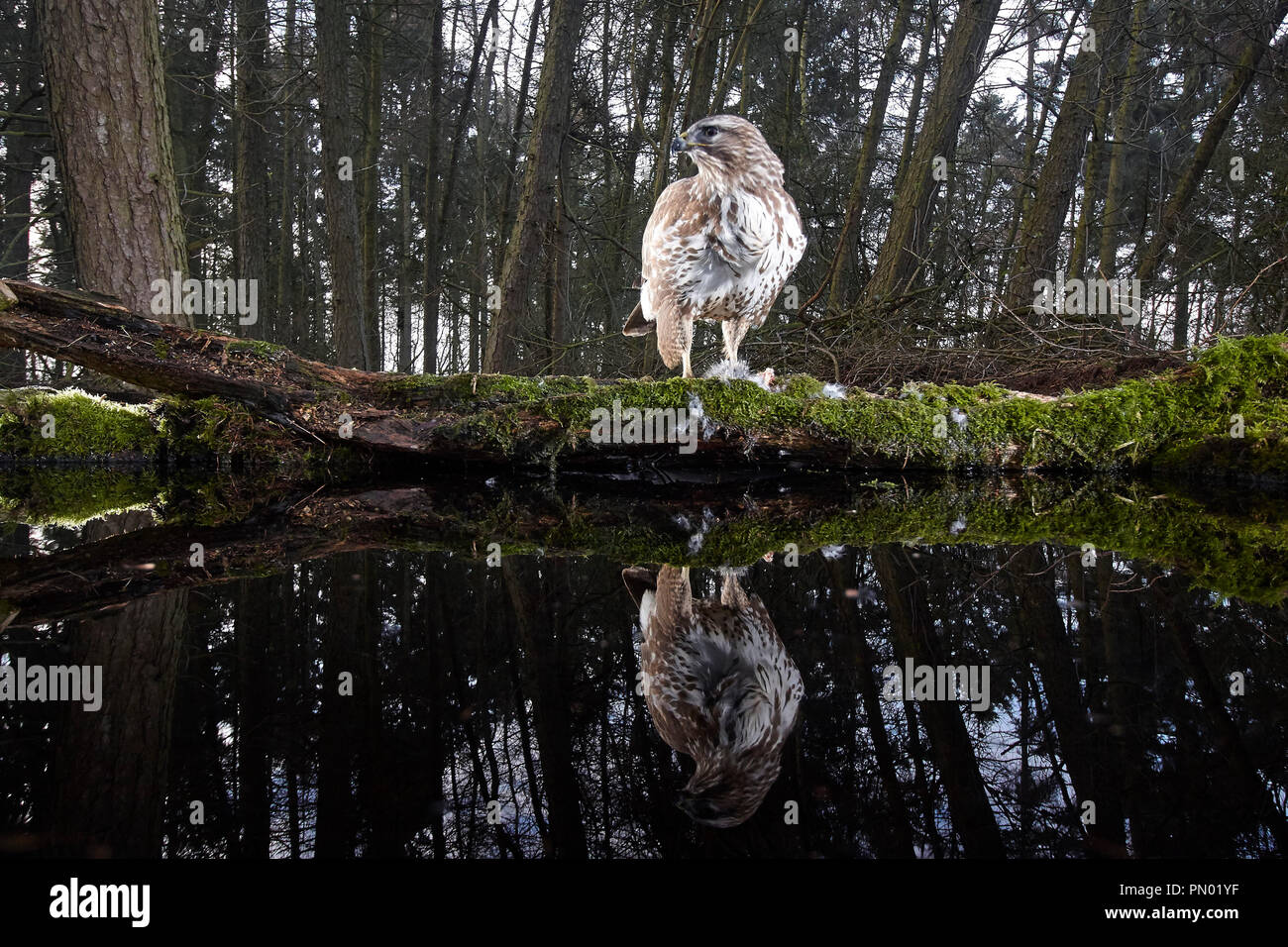 Mäusebussard, Buteo buteo, in einem Wald Teich spiegelt, verfing sich mit einem Remote DSLR-Kamera trap, East Yorkshire, Großbritannien Stockfoto