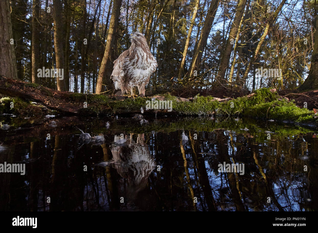 Mäusebussard, Buteo buteo, in einem Wald Teich spiegelt, verfing sich mit einem Remote DSLR-Kamera trap, East Yorkshire, Großbritannien Stockfoto