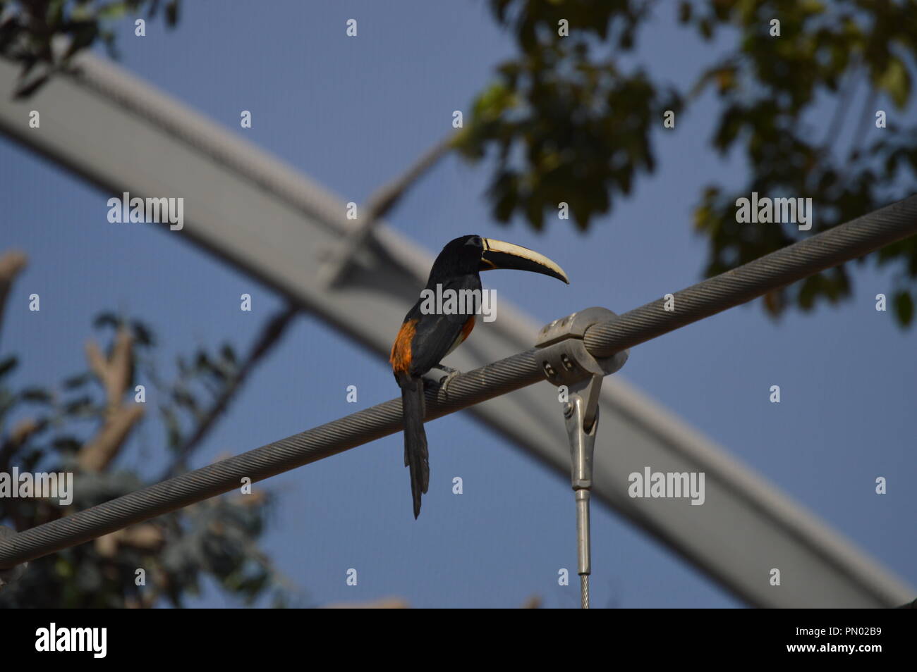 Vogel ruht auf einem Kabel. Lange beaked Bird. Allein ruht. Stockfoto