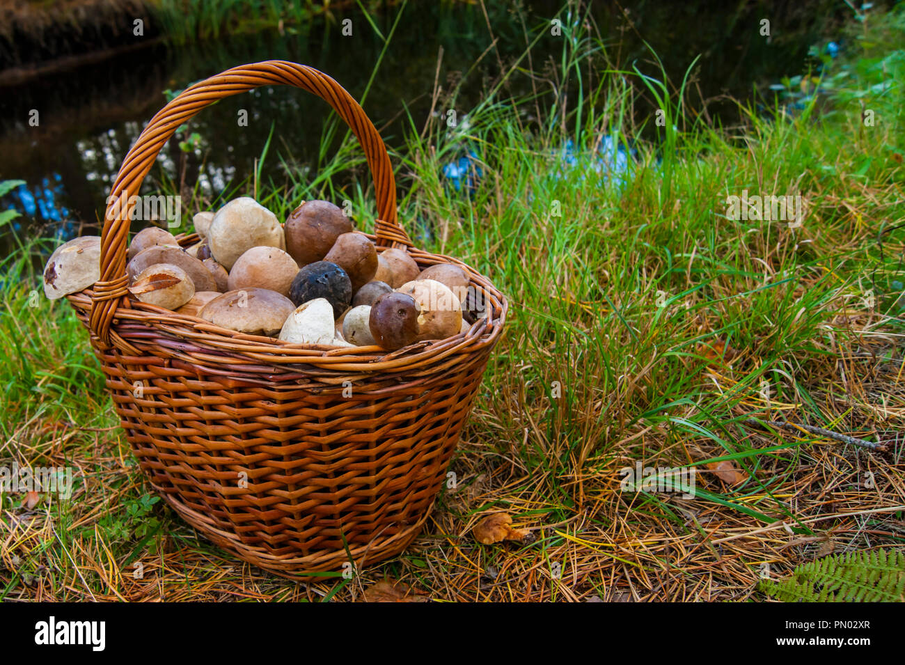 Korb mit Pilzen stand in Gras im Hintergrund von einem Teich. Stockfoto