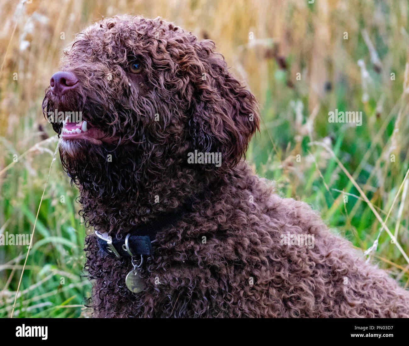 Springer und Cocker Spaniels im Spiel... Arbeitende Schützen genießen ihre Freizeit Stockfoto