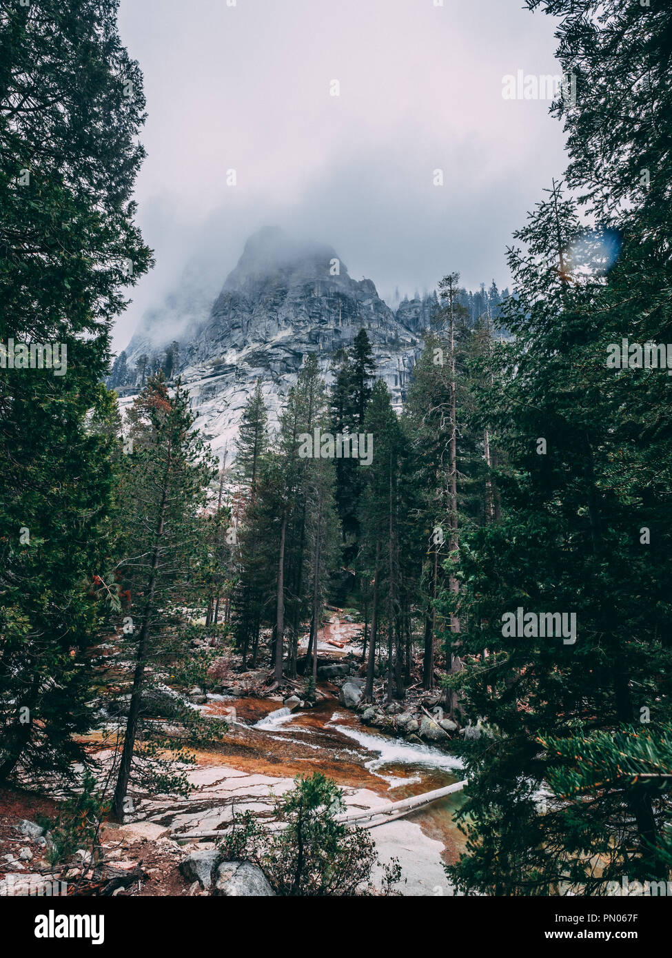 Erstaunlich große Bäume, die imensly hoch sind und unglaubliche Weiten Stockfoto