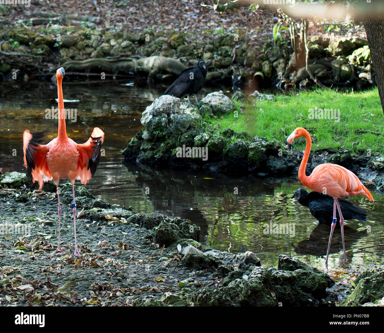 Flamingo Vögel in ihre Umgebung und eines mit Flügel ausbreiten. Stockfoto
