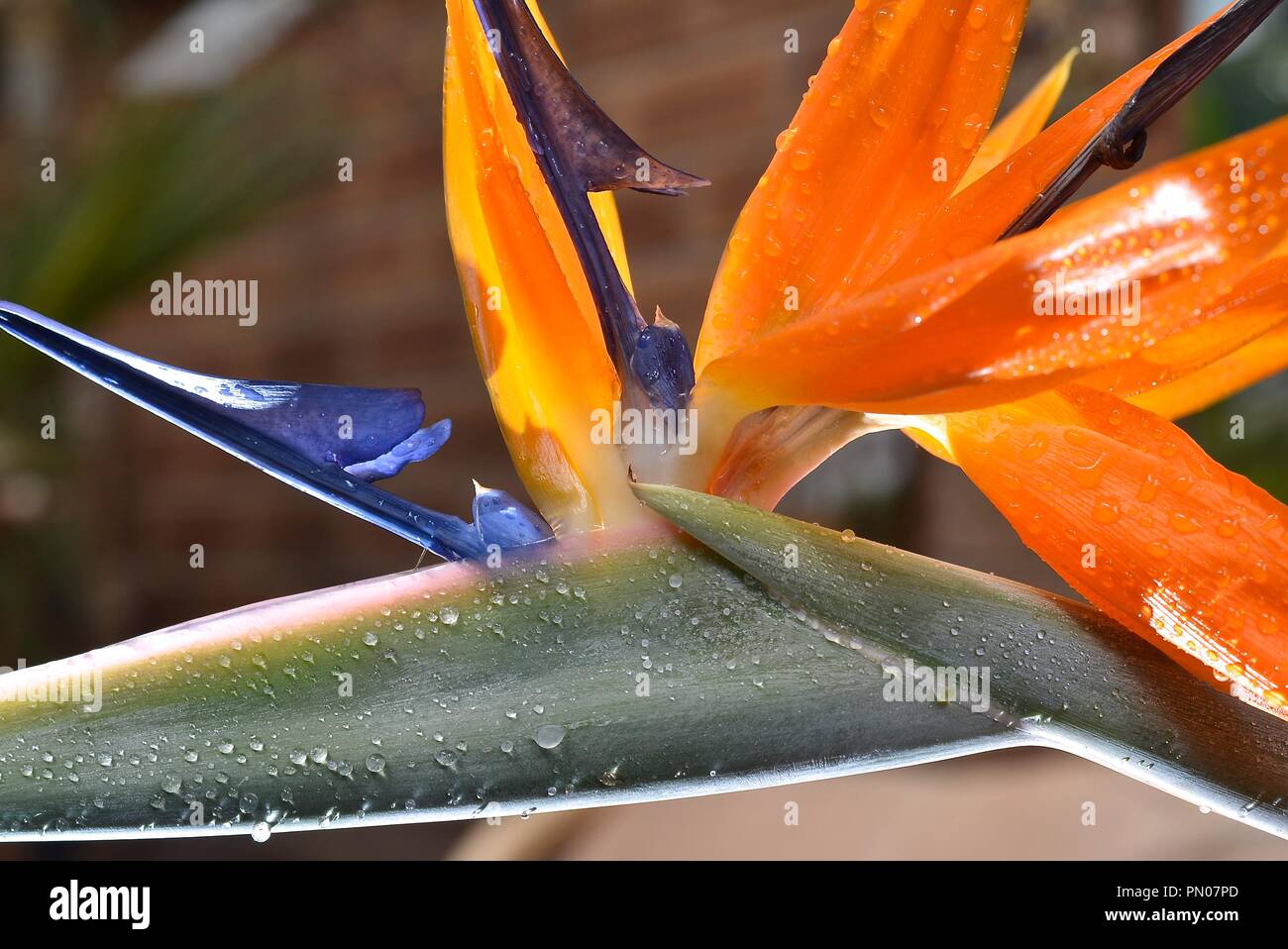 Bird Of Paradise. Stockfoto