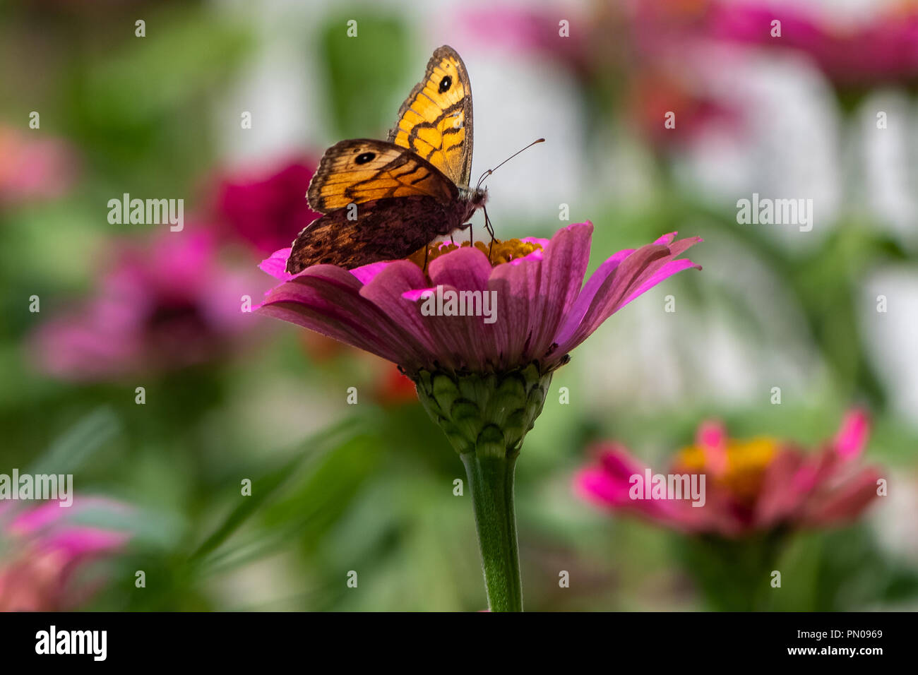 Lasiommata megera Wall Brown Schmetterling auf Blume Stockfoto