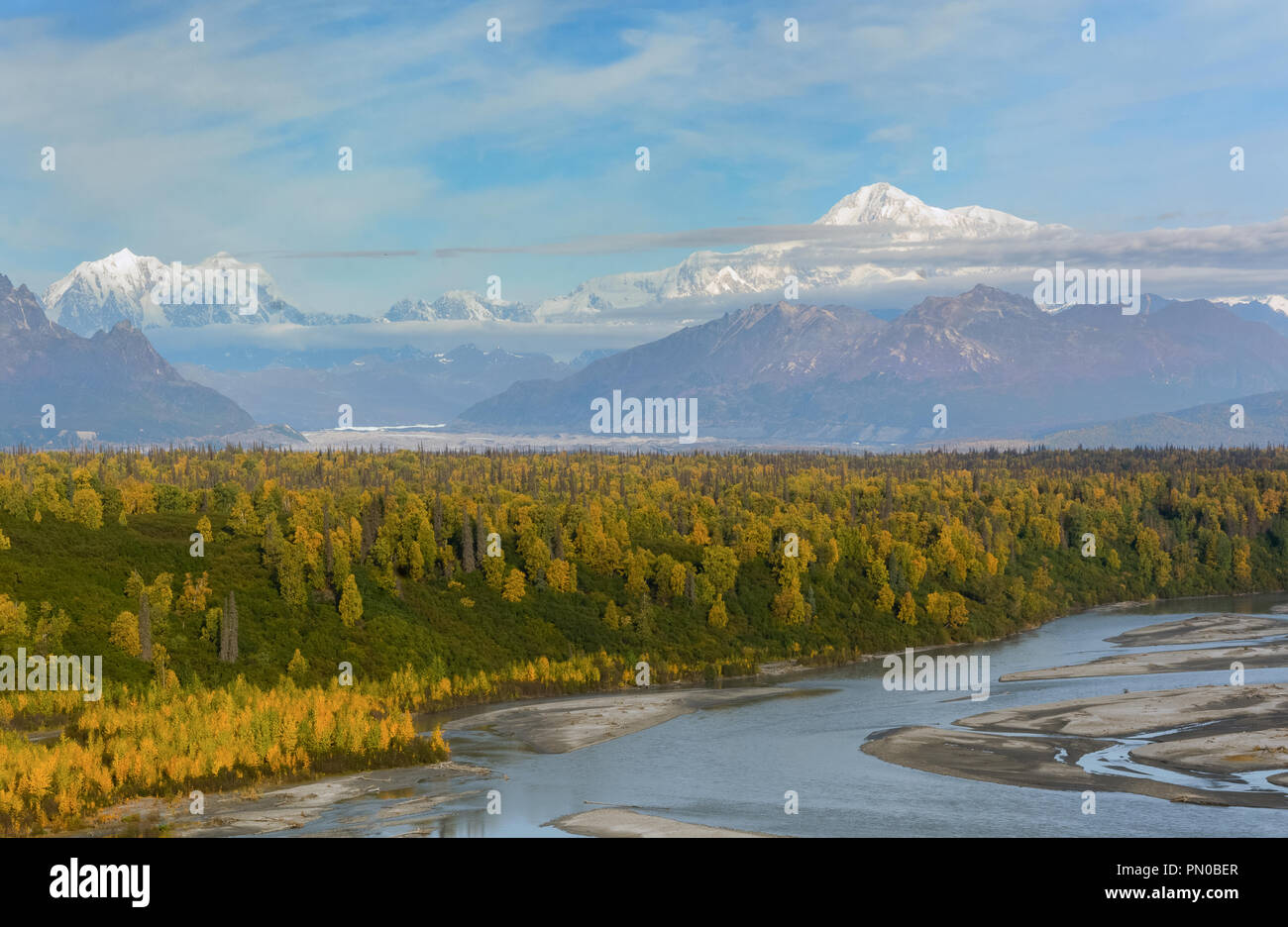 Der Chulitna schlängelt sich durch eingebrannte Tv an den Ufern eines Herbst gefärbten Wald mit Mount Denali im Schnee im Hintergrund. Stockfoto