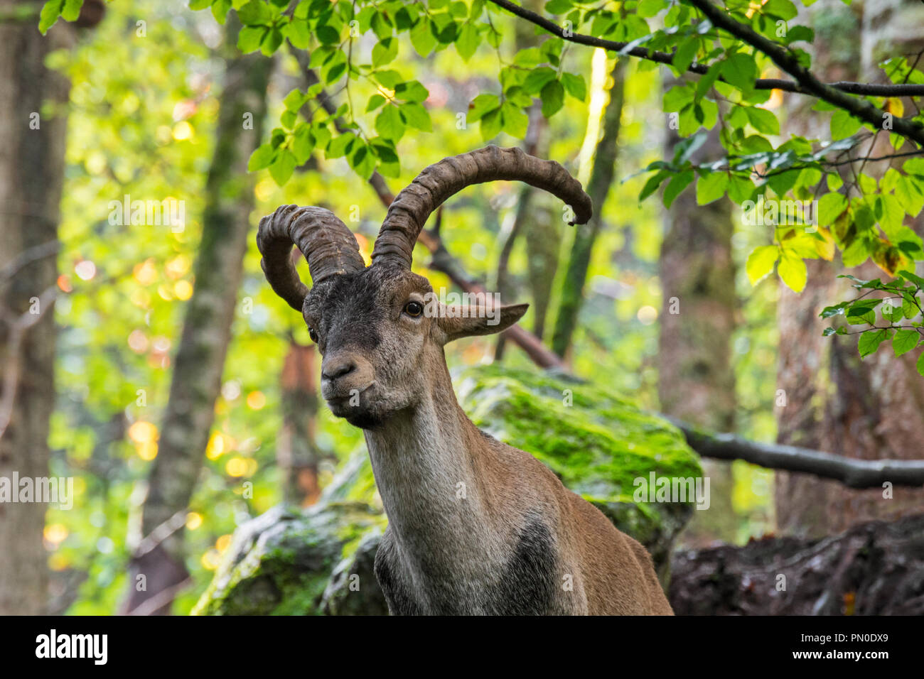 Iberische Steinböcke/Spanische ibex (Capra pyrenaica) Nahaufnahme Portrait von männlichen in Wald am Hang Stockfoto