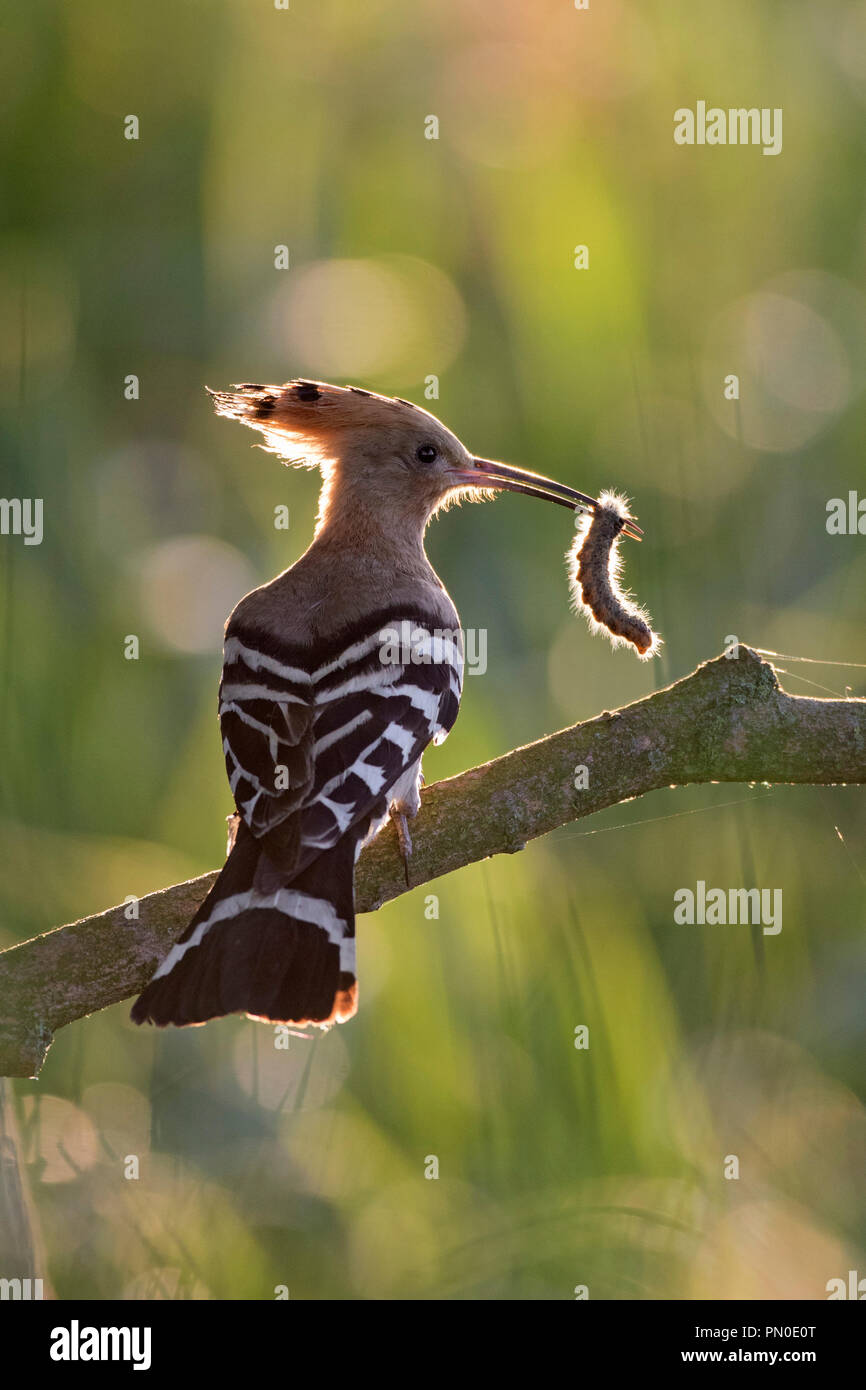 Eurasischen Wiedehopf (Upupa epops) auf Zweig mit gefangen Caterpillar Beute im Schnabel gehockt Stockfoto