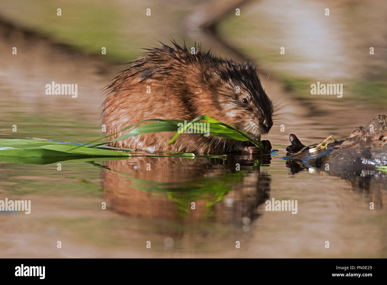 Bisamratte (Ondatra Zibethicus) eingeführten Arten in Nordamerika heimisch essen Pflanzen in Wasser von Feuchtgebieten Stockfoto