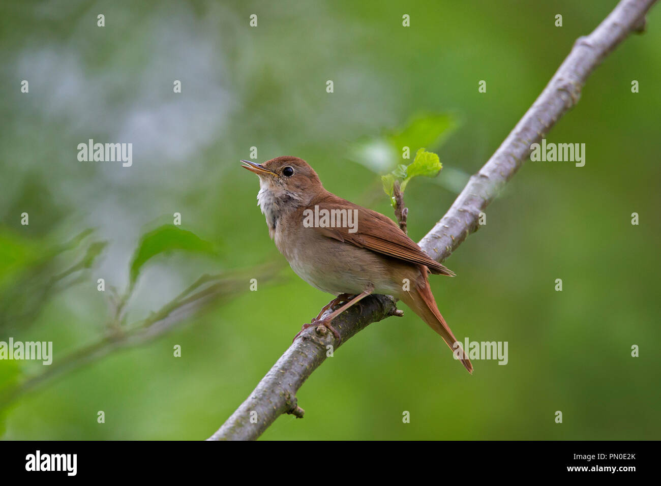 Singen gemeinsamen Nachtigall/rufous Nachtigall (Luscinia megarhynchos) männlich im Baum im Frühjahr gehockt Stockfoto