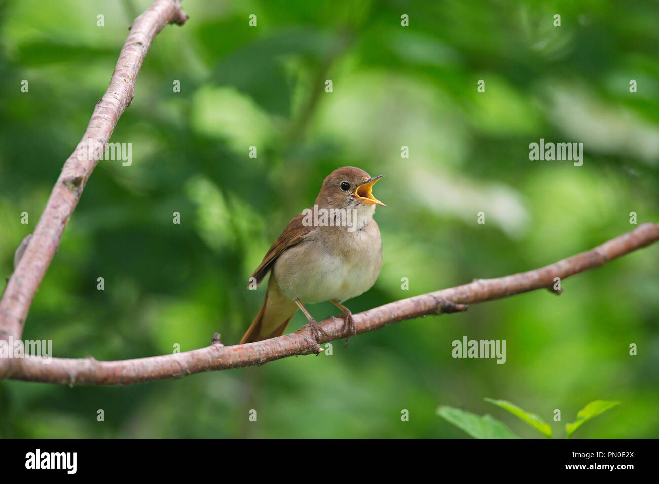 Singen gemeinsamen Nachtigall/rufous Nachtigall (Luscinia megarhynchos) männlich im Baum im Frühjahr gehockt Stockfoto