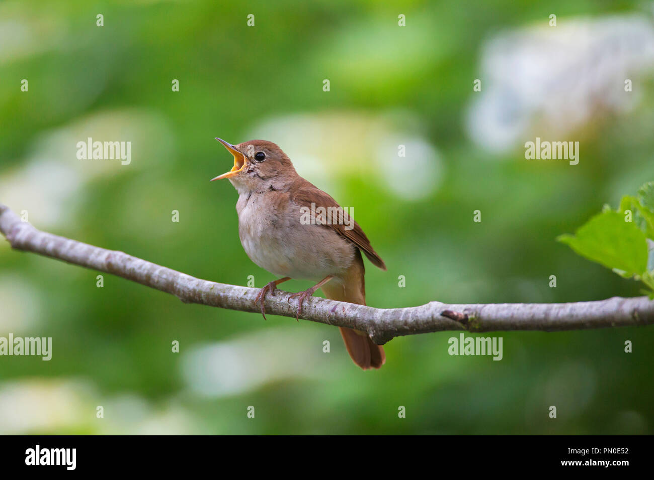 Singen gemeinsamen Nachtigall/rufous Nachtigall (Luscinia megarhynchos) männlich im Baum im Frühjahr gehockt Stockfoto