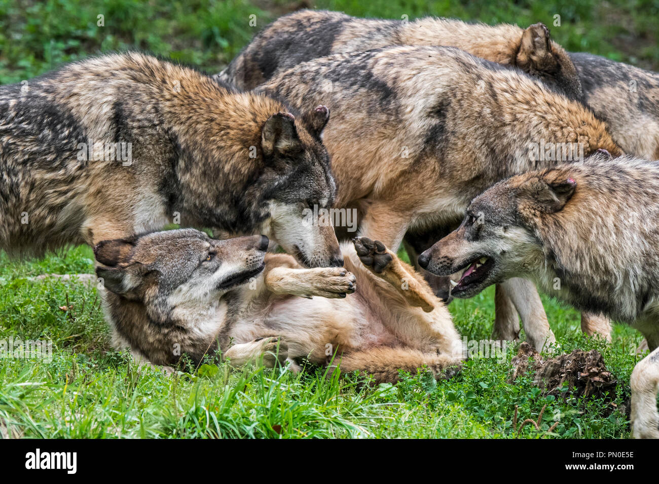 Unterwürfig grauer Wolf (Canis lupus) Rollen auf dem Rücken unter den grauen Wolf Pack Mitglieder Stockfoto