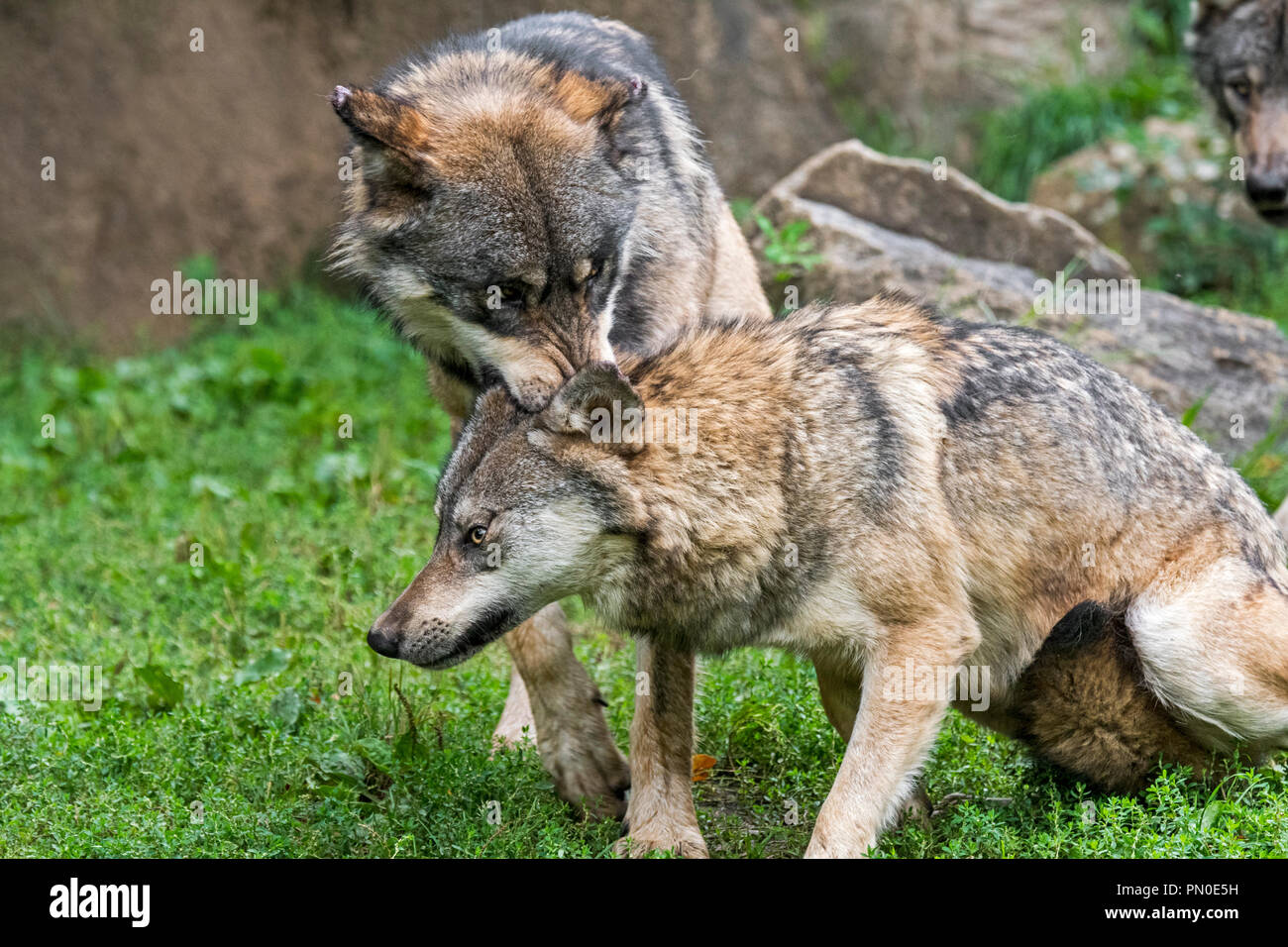 Dominante graue Wolf (Canis lupus) beißt untergeordnete Wolf Pack Mitglied im Nacken Stockfoto