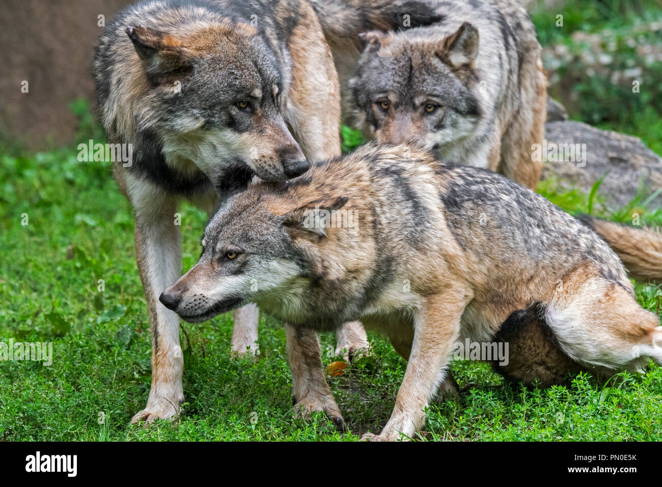 Dominante graue Wolf (Canis lupus) beißt untergeordnete Wolf Pack Mitglied im Nacken Stockfoto