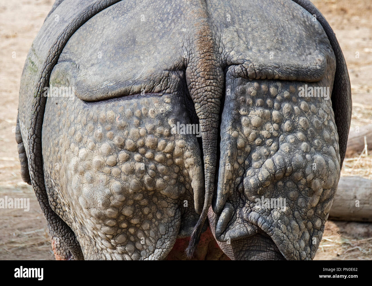 Indische Nashorn (Rhinoceros unicornis) in der Nähe der Rückseite und Schwanz Stockfoto