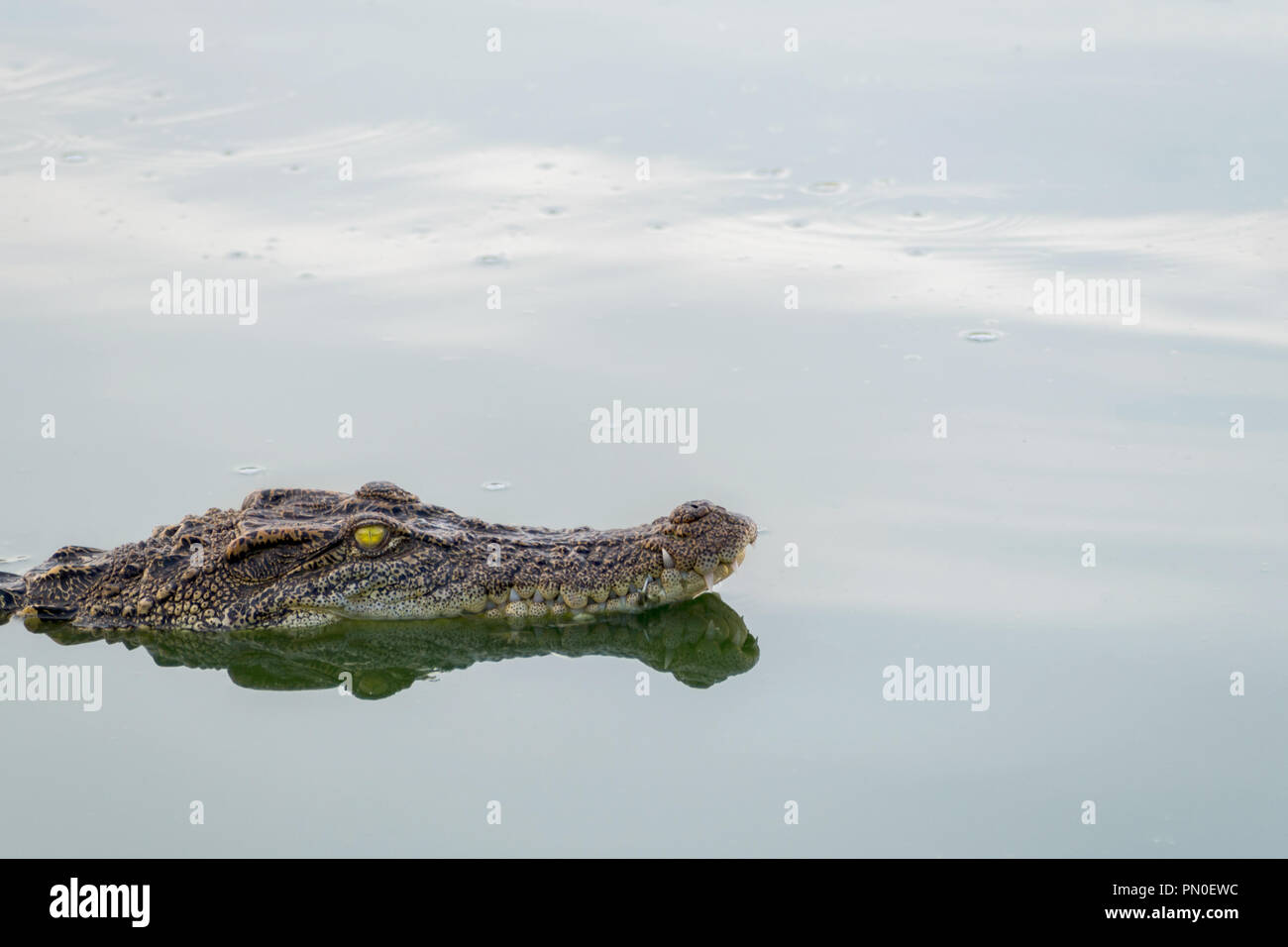 Tierwelt Krokodil schwimmend auf dem Wasser und warten auf die Jagd ein Tier im Fluss. Tier- und Pflanzenwelt und Natur Konzept. Stockfoto