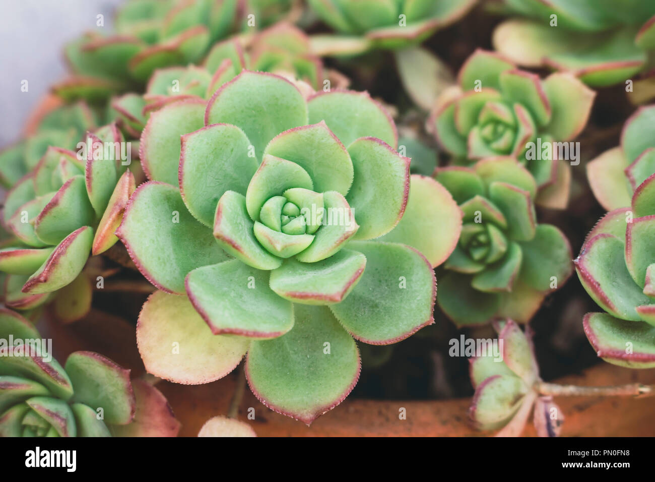 Makro aus filigranen saftige Echeveria Pflanze geformt wie eine Rose, von Crassulaceae Familie. Geringe Tiefenschärfe. Stockfoto