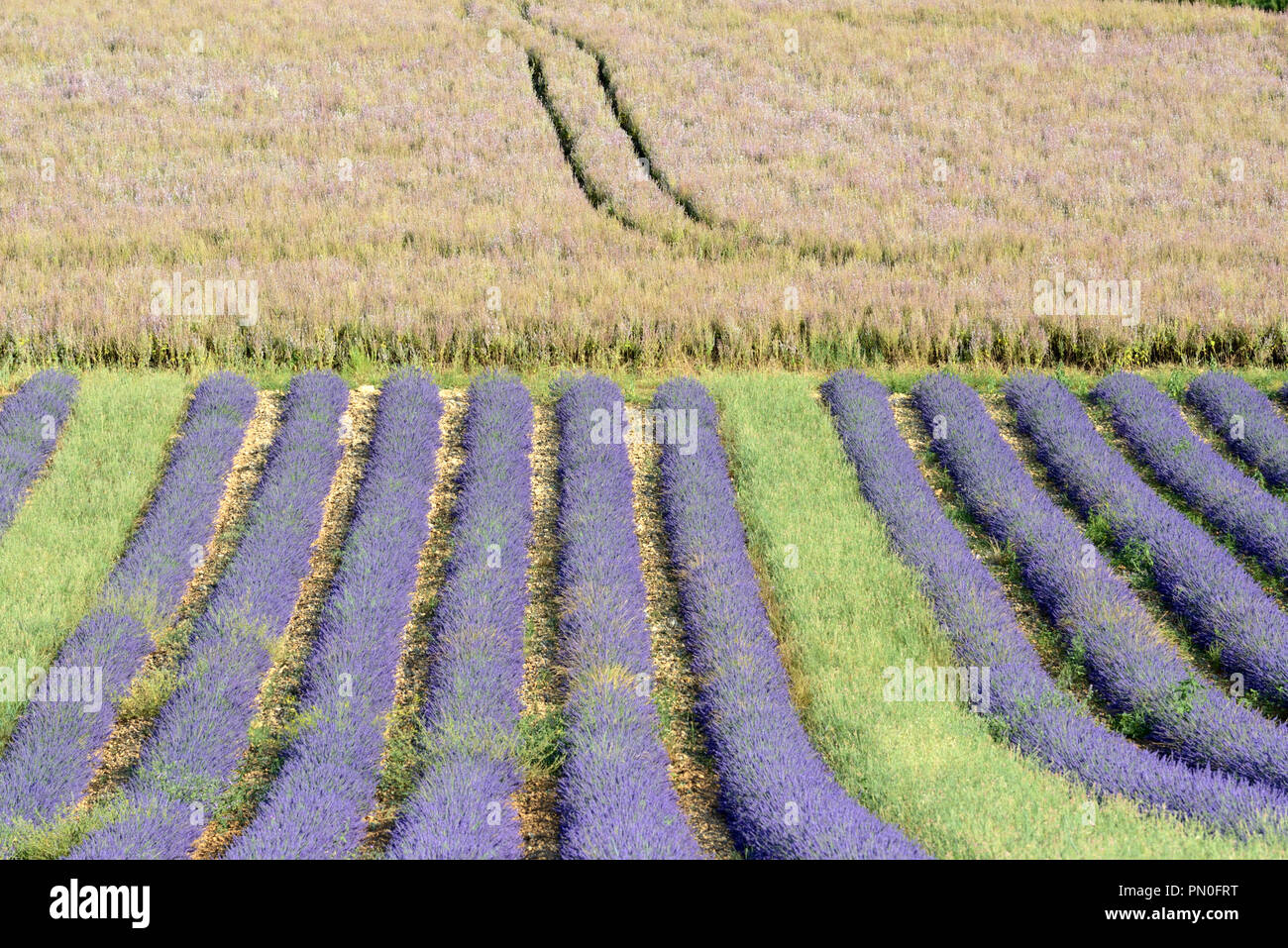Reihen von Lavendel Pflanzen & Feld von Clary oder Clary Sage, Salvia sclarea, auf dem Plateau von Valensole Provence Frankreich Stockfoto