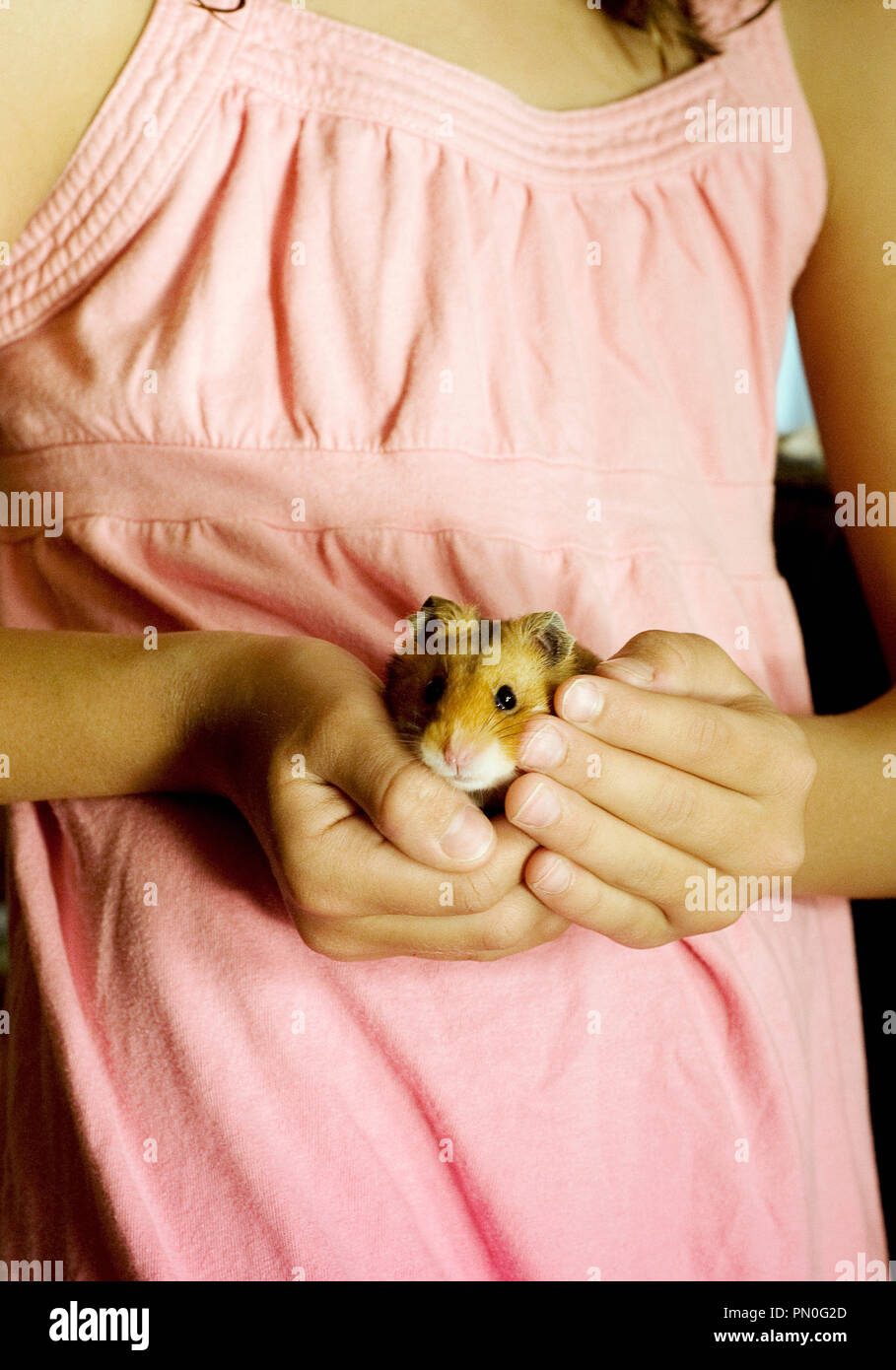 Eine Nahaufnahme von einem jungen Mädchen Hände halten ein Hamster. Stockfoto