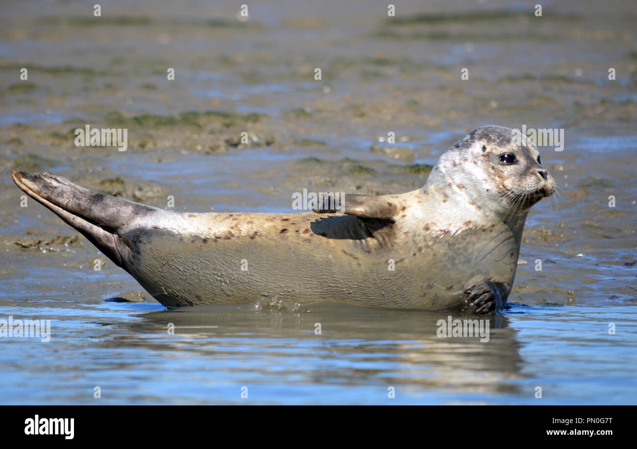 Gemeinsame Dichtung mitgeführt und in Chichester Harbour Stockfoto