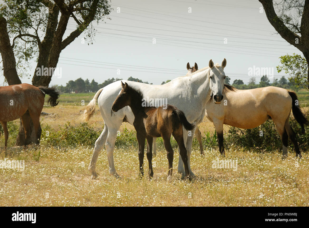 Lusitano Pferd, eine portugiesische reine Rasse. Herdade Da Barroca d'Alva, Alcochete. Portugal Stockfoto