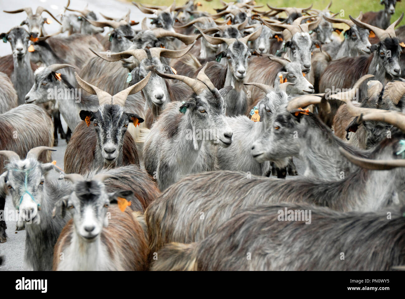 Eine Herde von Ziegen. Mogadouro, Trás-os-Montes. Portugal Stockfoto