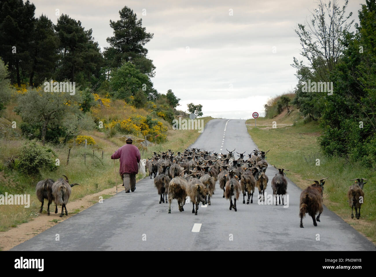 Eine Herde von Ziegen. Mogadouro, Trás-os-Montes. Portugal Stockfoto