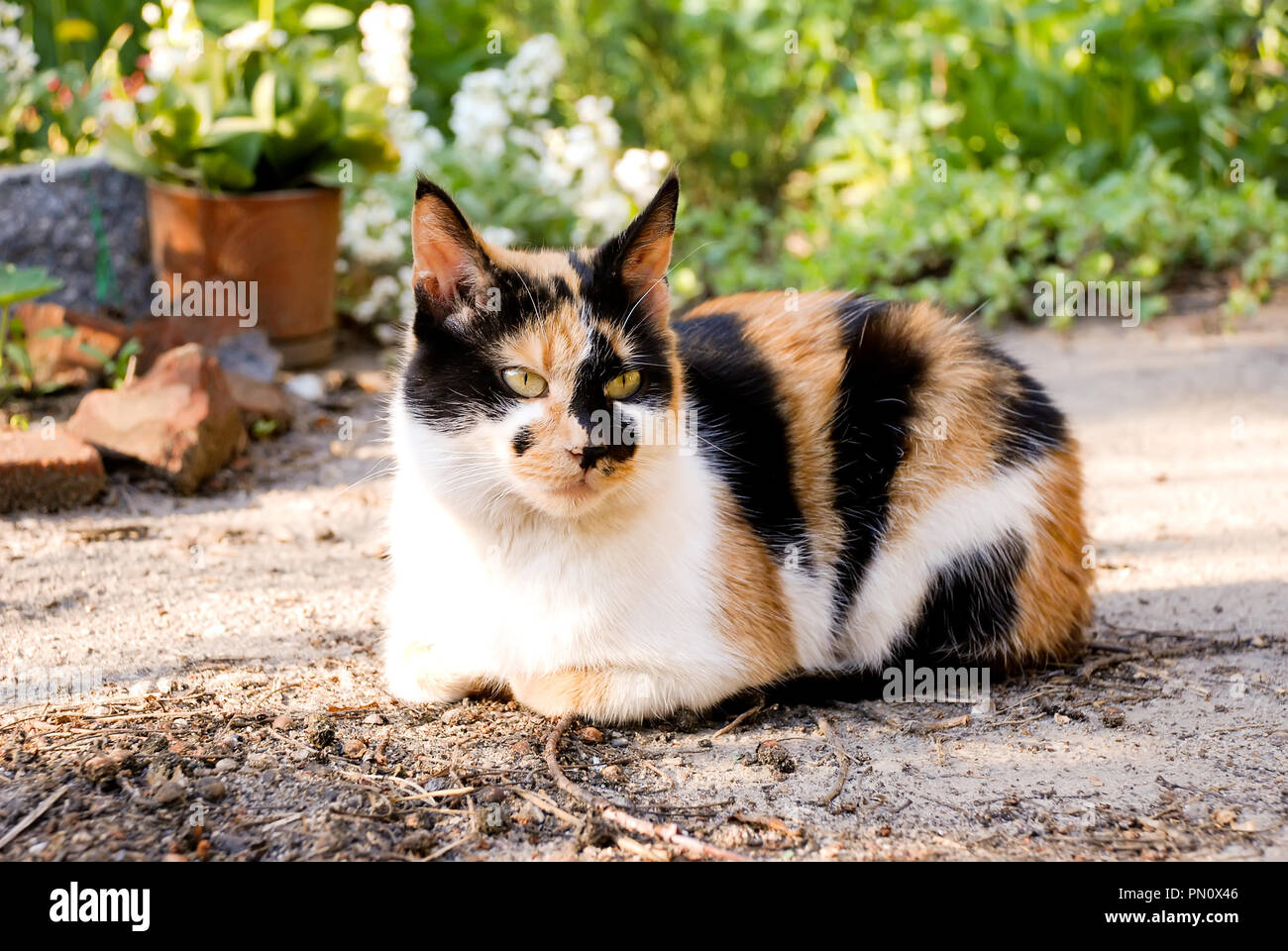 Junge Katze in einem grünen Garten Stockfoto