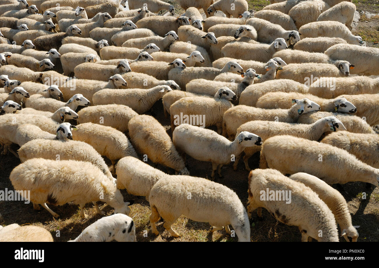 Eine Herde von Schafen in Gimonde. Bragança, Portugal Stockfoto