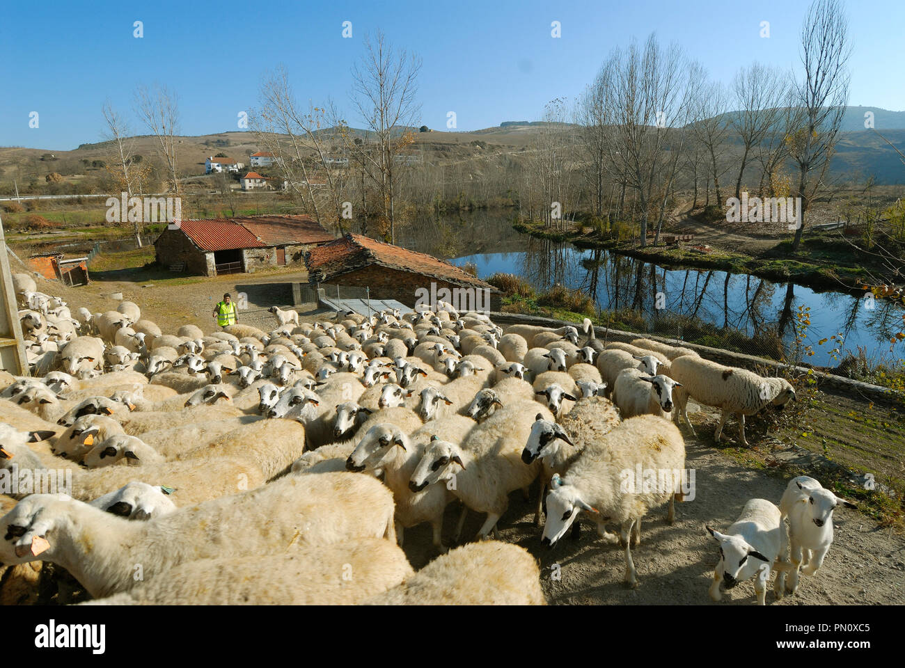 Eine Herde von Schafen in Gimonde. Bragança, Portugal Stockfoto