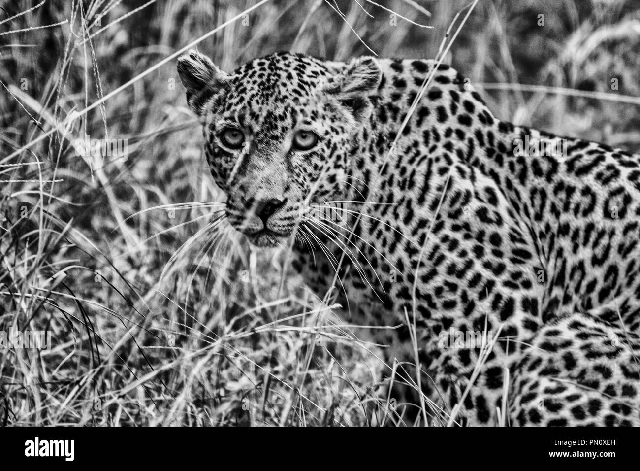 Leopard (Panthera pardus) Sitzen mit Absicht Blick. In Sabi Sands, Krüger, Südafrika übernommen. Schwarzweißbild. Stockfoto