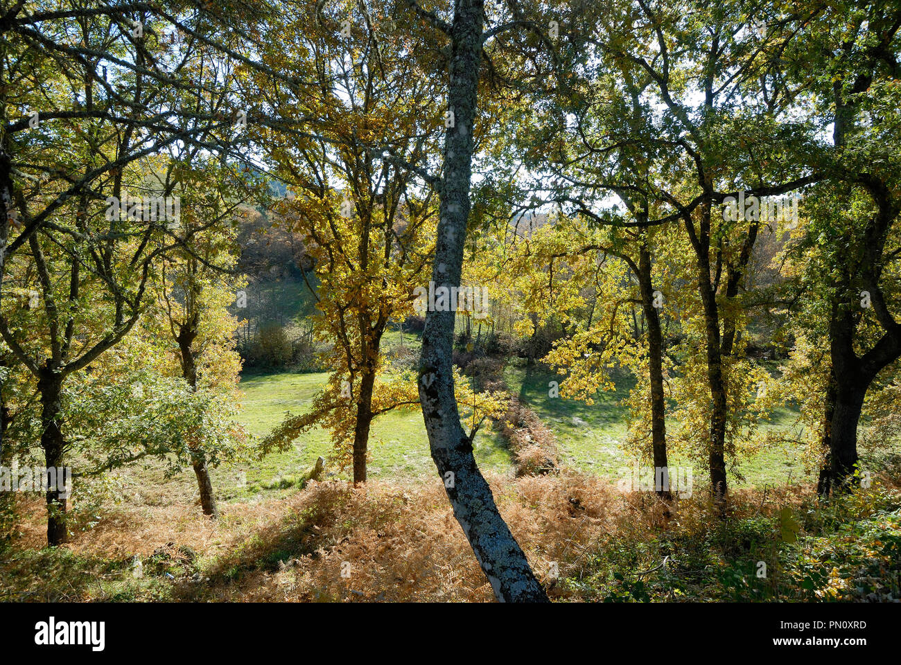 Eichen in Montalegre. Trás-os-Montes, Portugal Stockfoto